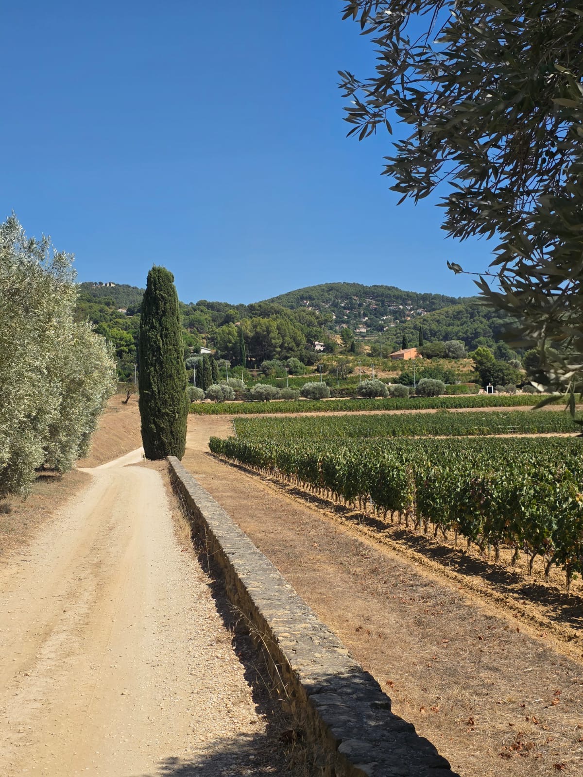 Les plus beaux domaines viticoles de la région PACA à visiter avec Étoile Transport
